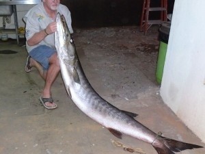 Photo:  River monster barracuda is nearly 7